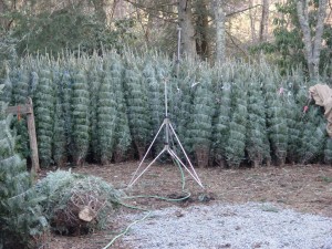 Cut trees stored in shady area