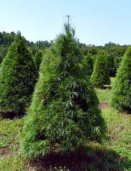 White pine tree in field