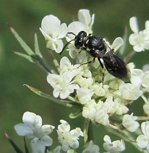 Yellow faced bee