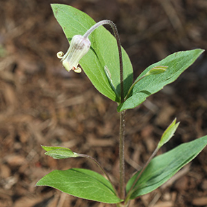 Clematis ochroleuca