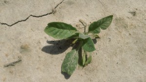 Drier fields these week for the newly transplanted tobacco. Photo: Cameron McLamb