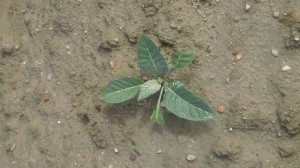 Plants seem to be much healthier than last week. Photo: Cameron McLamb