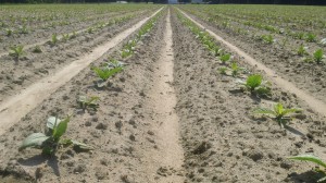 The tobacco plants are have grown quite a bit since the last scouting report. Photo: Cameron McLamb 