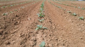 Some of the tobacco at one of our Piedmont locations. Photo: Cameron McLamb 