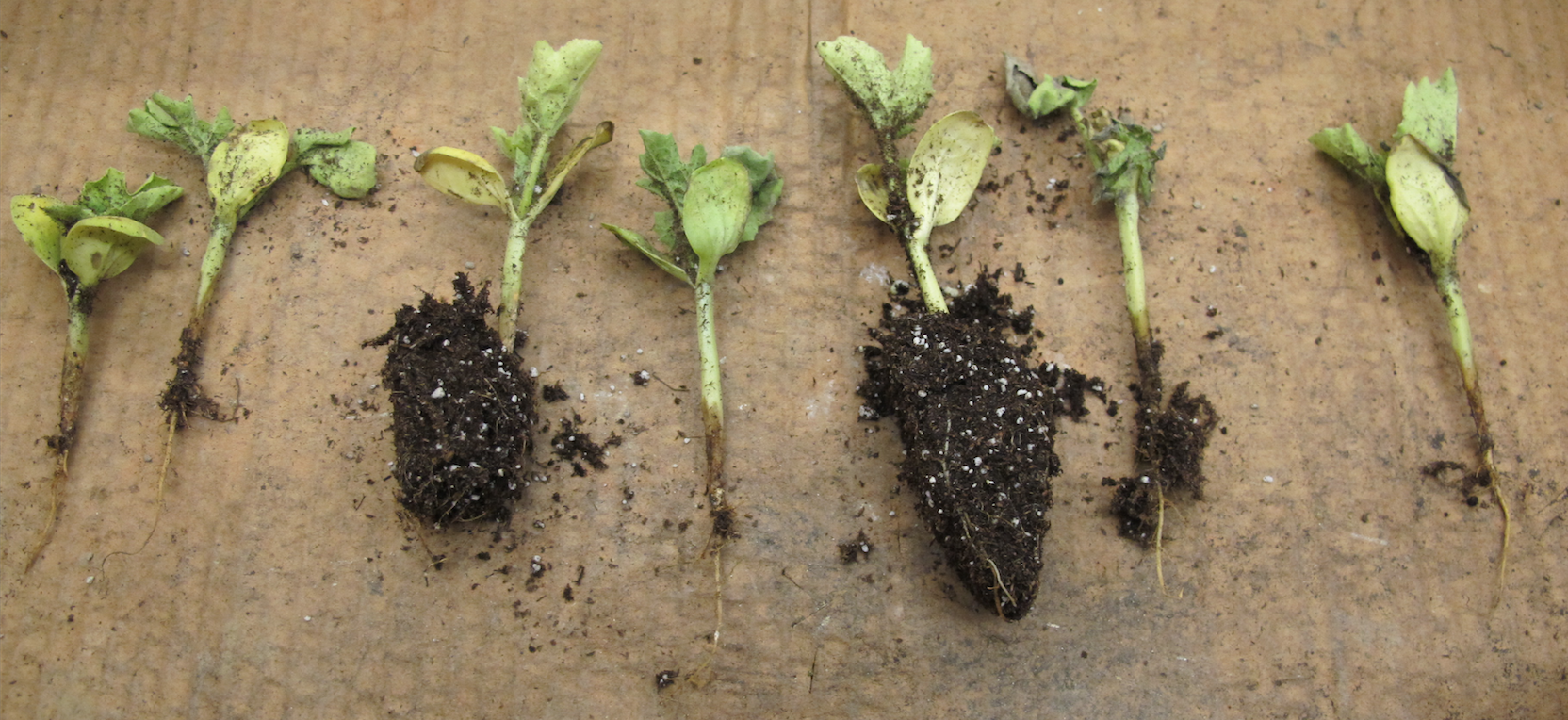 Fig. 1: water soaked lesions on crowns of watermelon seedlings infected with gummy stem blight