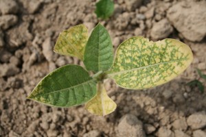 Recently planted tobacco plant with potential post-transplant phytotoxicity symptoms associated with greenhouse insecticide use. Photo: Hannah Burrack