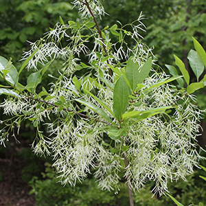 Chionanthus virginicus