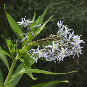 Amsonia tabernaemontana