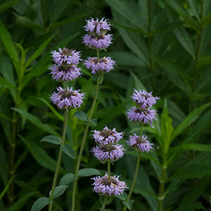 Downy wood mint