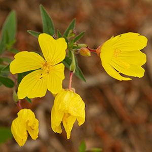 Oenothera fruticosa