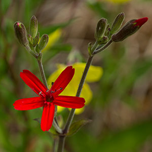 Silene virginica