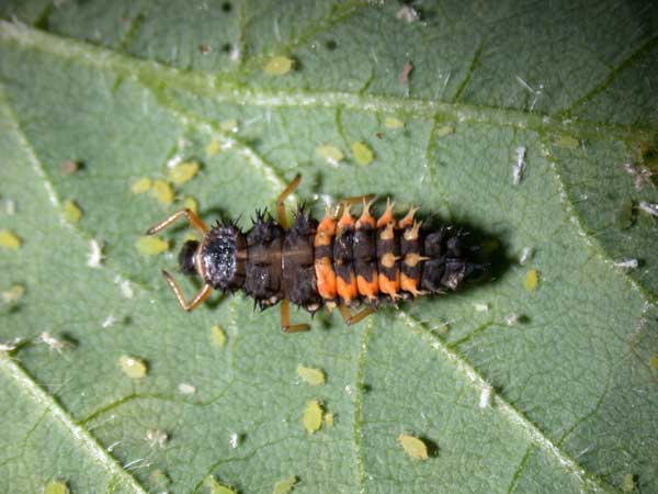Organic gardening uses beneficial insects, like the larvae of lady beetles shown here, to help control garden pests. The best way to conserve these natural predators is to avoid using broad-spectrum insecticides that kill a wide variety of insects.