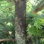 Cinara aphids on Fraser fir