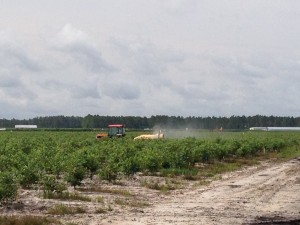 Growers are starting to ask how best to time spotted wing drosophila management. Photo: Hannah Burrack