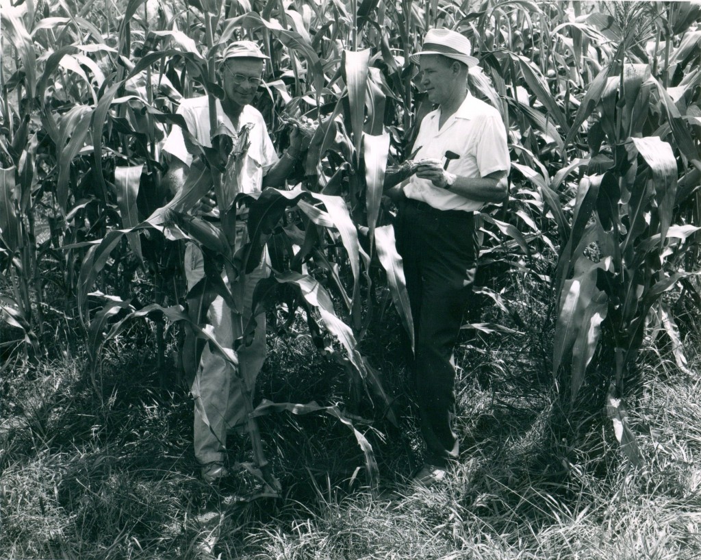 July 1965 - P.S. Ferguson, farmer and R.L. Lyday, County Agent, viewing corn sod planted in 10-year old orchard bluegrass sod. 