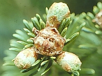 The center bud is a rosette bud.