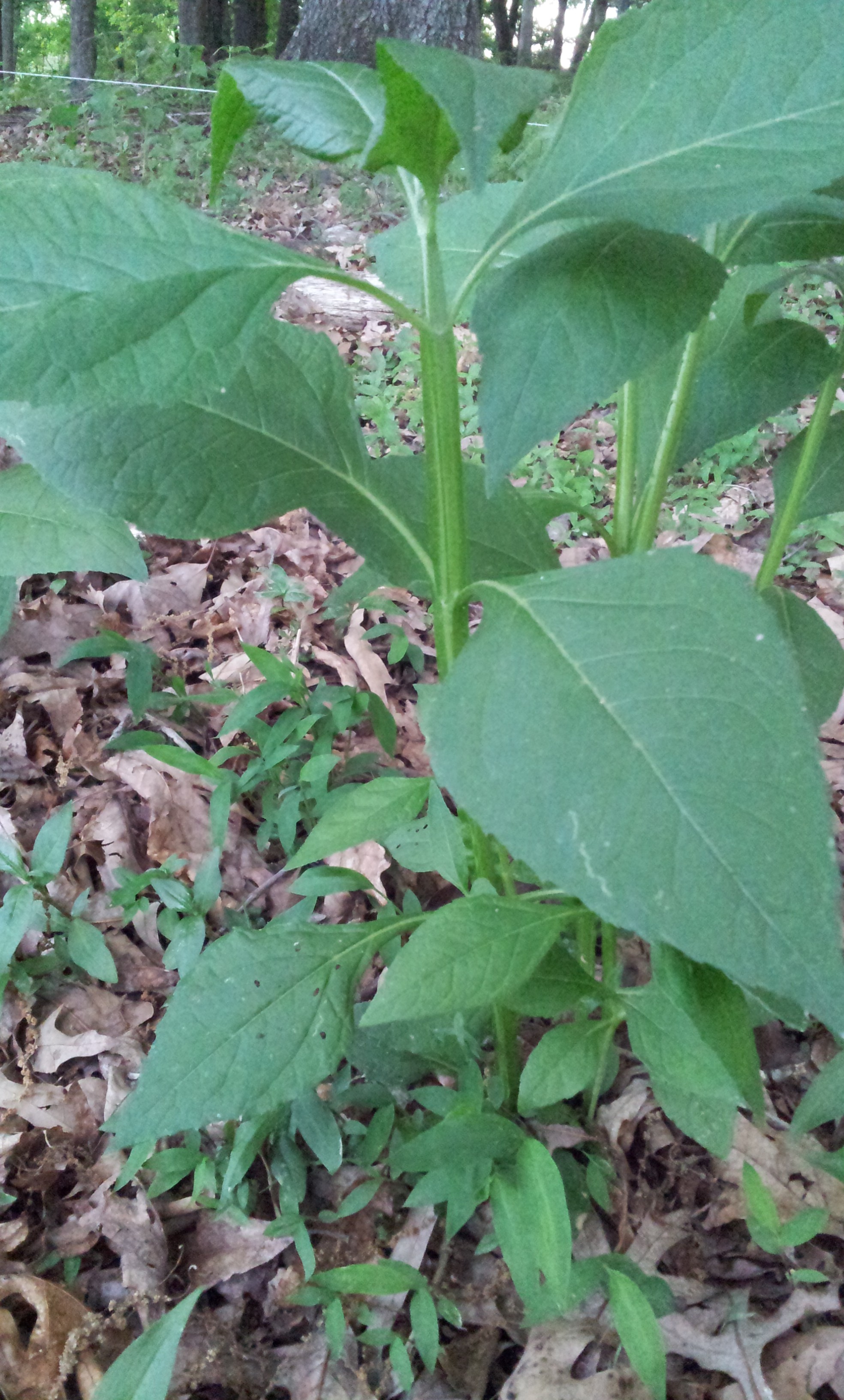Stickweed or yellow-crownbeard is a perennial pasture weed that can be controlled now with herbicides. In another month or two stickweed will be too tall to control easily with a boom sprayer.