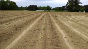 Recently transplanted tobacco in grower standard plots. Photo: Hannah Burrack