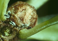 Even seedlings can harbor balsam woolly adelgid or scales.