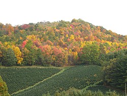 Fall (August through harvest)