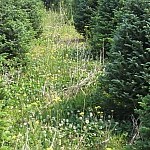 Ground covers also provide habitat for predators