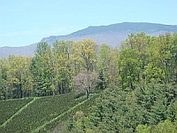 The natural stands of Roan Mountain provide a source of BWA crawlers