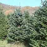 Organic Christmas trees showing twig aphid damage