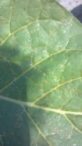 Thrips on tobacco leaf. Photo via Danny Pierce, NC crop consultant.