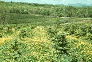 trees_buttercups