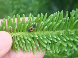 trees_ladybug