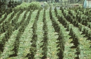 trees_weeds6