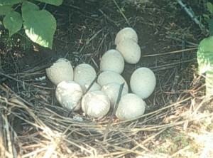 turkey-eggs1