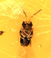 Parasitic wasp on yellow sticky card