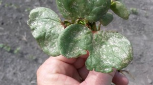 Cotton seedlings with spider mite injury.