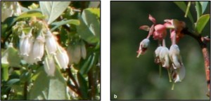 Typical rabbiteye blueberry flowers (left) and malformed Premier flowers (right). Photos: Shelley Rogers