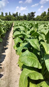 Tobacco plants in Greene County. Photo: Hannah Burrack