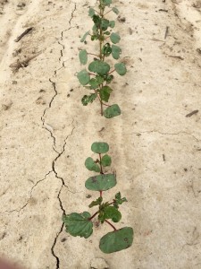 Untreated cotton.