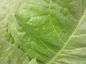 Tobacco and tomato hornworm eggs are round, blueish green and typically laid on the upper sides of leaves. We are not seeing large numbers of eggs in fields at this time. Photo: Hannah Burrack