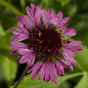 Gaillardia aestivalis 'Grape Sensation'