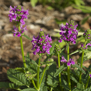 Stachys minima