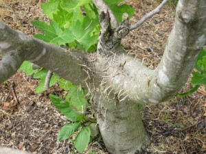 Granulated ambrosia beetle damage to fig tree. Photo via client.