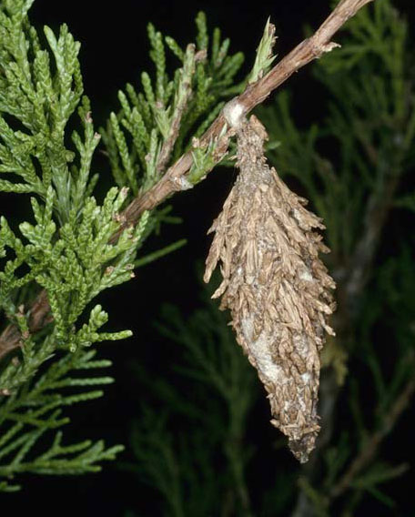 bagworm.jpg