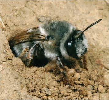 ground dwelling bees