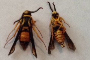 Red oak clear wing moths from grape root borer trap, grower photo.