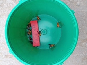 Moths captured in grape root borer monitoring traps in late May, grower photo.