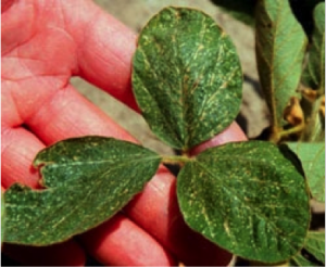Thrips injury on a soybean trifoliate.