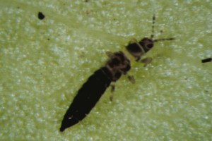 A magnified picture of a thrips. Photo: Robert M. McPherson, University of Georgia, Bugwood.org