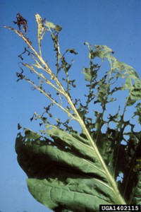 Japanese beetle damage with holes grouped together to form bigger, ragged holes. Photo: R.J. Reynolds Tobacco Company Slide Set, R.J. Reynolds Tobacco Company