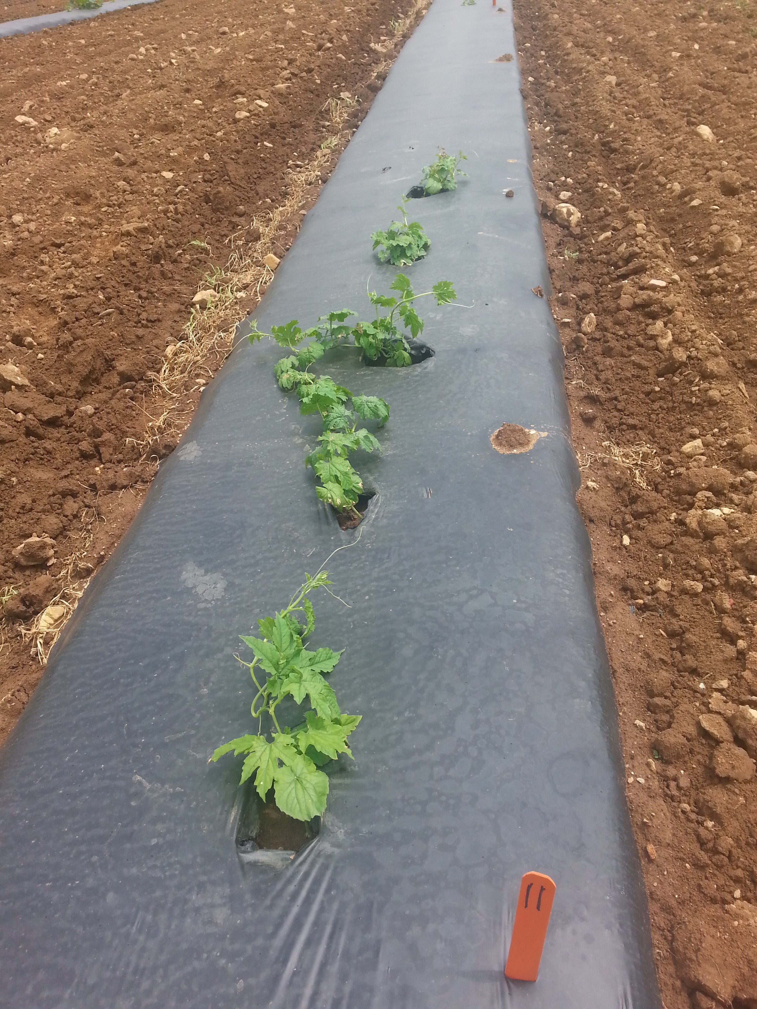 A set of wild cucurbits included in the Mountain Research Station sentinel plot.