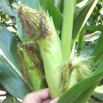Injury caused by stink bugs feeding on stalks before the ear emerged (prior to tasseling).